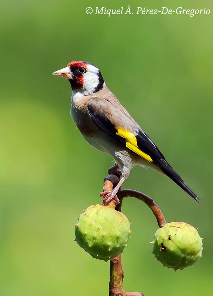 Carduelis carduelis